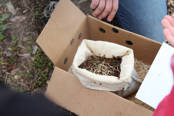 The lady bugs sit in a cotton sac which then they are placed in a freezer where they sleep. Photos by Jaelyn Moralis