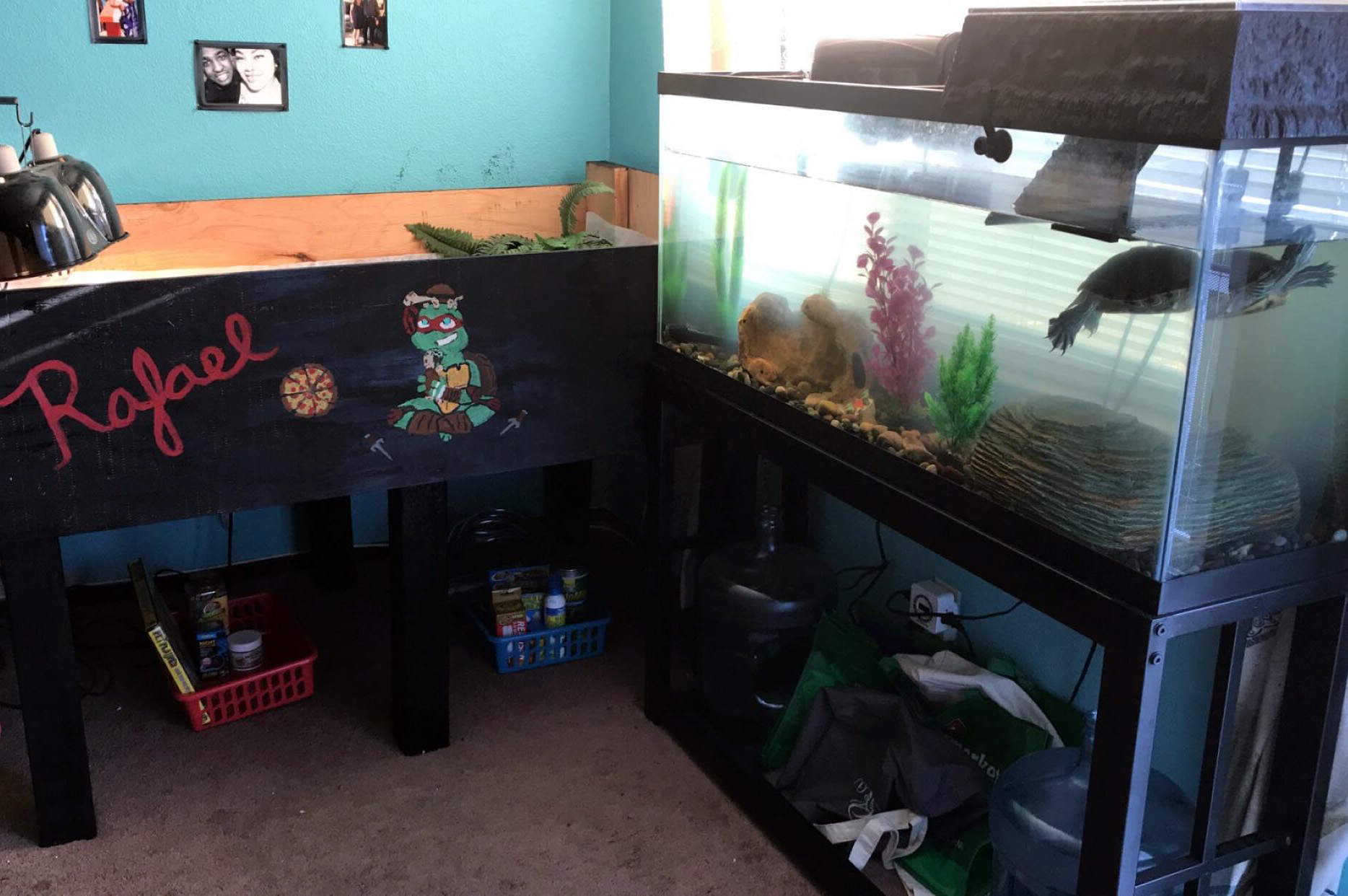 Caring for her pet tortoise and turtle have helped Rebecca Reed cope during the shelter-in-place order. Reed speaks about how