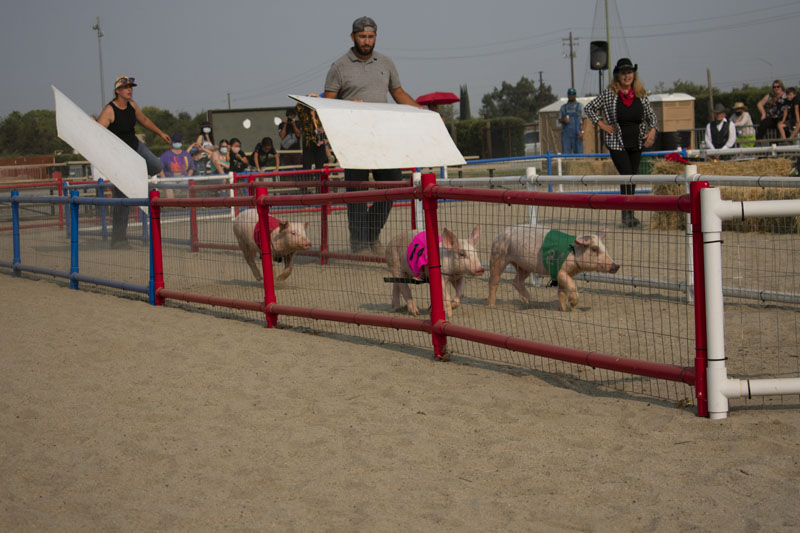 Three pigs race as they are moved along by race workers. The pigs were initially hesitant to race as it was a hot day and needed a little push. PHOTO BY TONALLO COLON