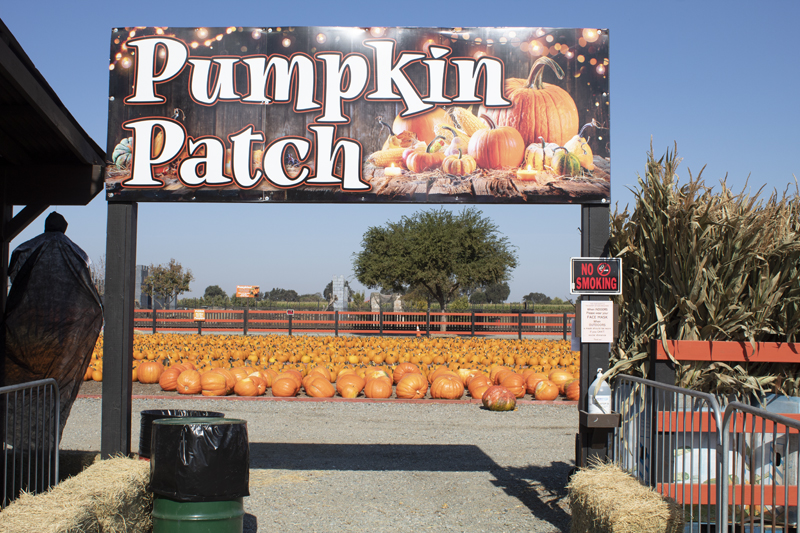 Infamous Dell’Osso family Farm Pumpkin Patch. PHOTO BY JAHDAI SPIKES