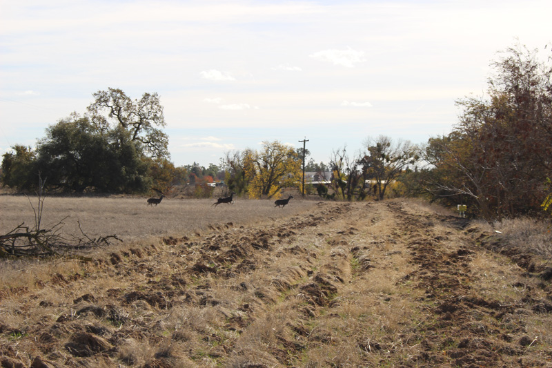 The rural plot of land on Liberty Road in Galt that Delta is now selling. Environmental concerns halted development of the land. PHOTO BY LEO LORENTZEN