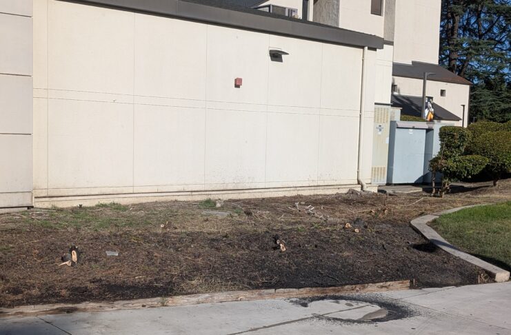 Burnt grass outside of the Center for Microscopy and Allied Sciences on July 28 2026 PHOTO CONTRIBUTED BY THE COLLEGIAN
